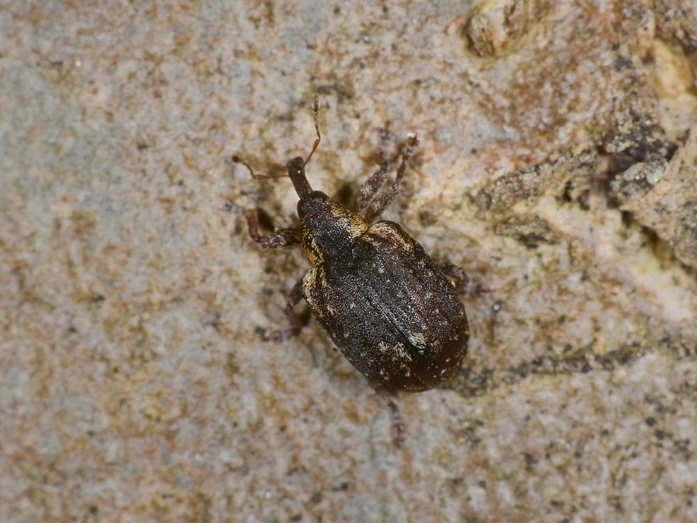 Stereonychus fraxini - Curculionidae